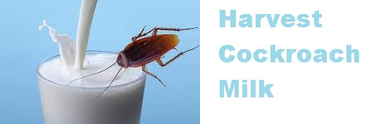 harvest cockroach milk