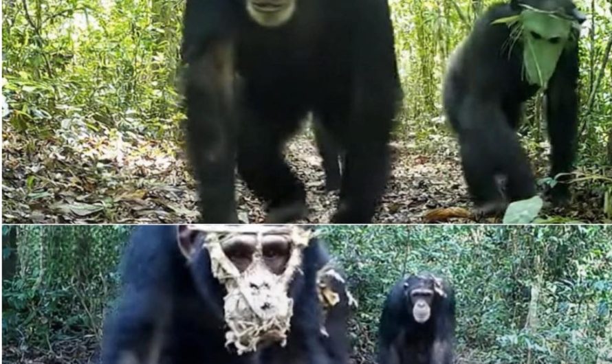 Masked Chimpanzees in Congo: Chimps Wearing Masks